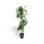 Dracaena fragrans ‘Hawaiian Sunshine’ – Topfpflanze im Kulturtopf vor weißem Hintergrund, Produktfoto 6.