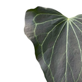 Nahaufnahme eines Blatts von Anthurium 'Delta Force' vor weißem Hintergrund.