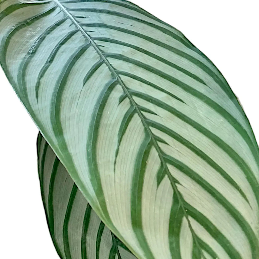 Ctenanthe oppenheimiana leaf close-up on white background.