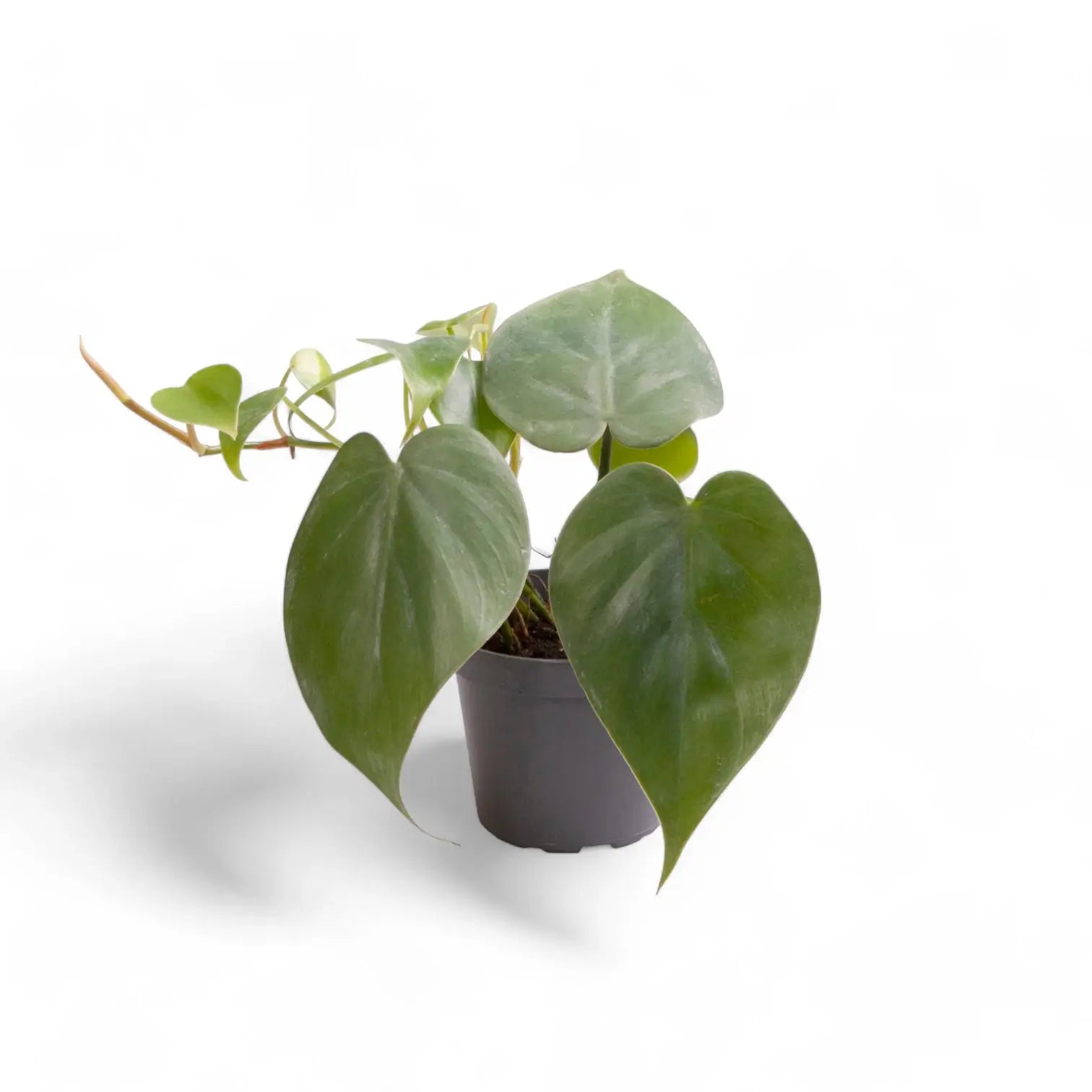 Philodendron hederaceum var. oxycardium (Philodendron scandens) – Topfpflanze im Kulturtopf vor weißem Hintergrund, Produktfoto 4.