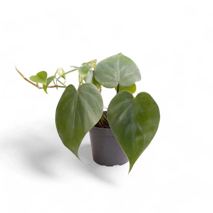 Philodendron hederaceum var. oxycardium (Philodendron scandens) potted houseplant in nursery pot on white background, product photo 4.
