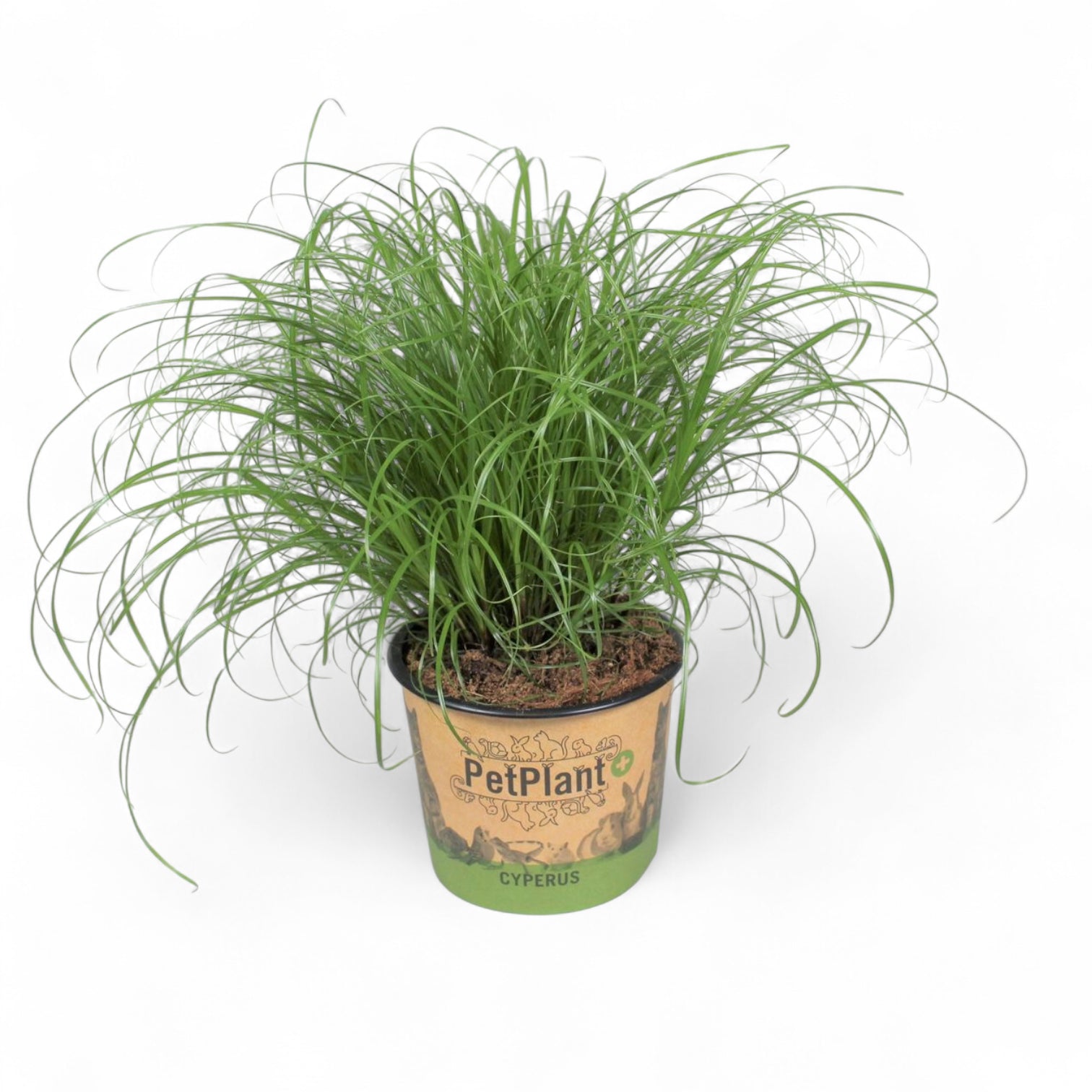 Cyperus alternifolius ‘Zumula’ (Cat Grass) potted houseplant in nursery pot on white background, product photo 5.