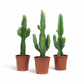 Euphorbia abyssinica potted houseplant in nursery pot on white background, product photo 4.
