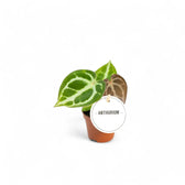 Anthurium crystallinum potted houseplant in nursery pot on white background, product photo 8.