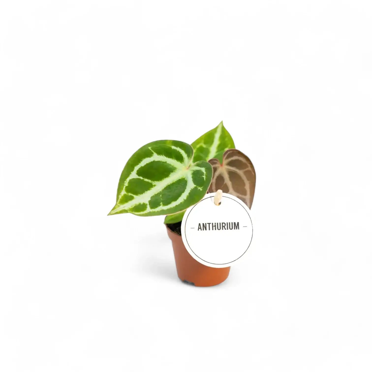 Anthurium crystallinum potted houseplant in nursery pot on white background, product photo 8.