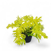 Philodendron warszewiczii 'Flavum' ('Aurea') potted houseplant in nursery pot on white background, product photo 8.