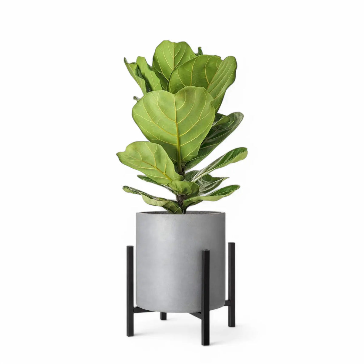 Pflanzenständer 'Ascot' vor weißem Hintergrund, Produktfoto 8.