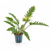 Philodendron 'Ring of fire' – Zimmerpflanze im Kulturtopf auf weißem Hintergrund, Produktfoto 15.