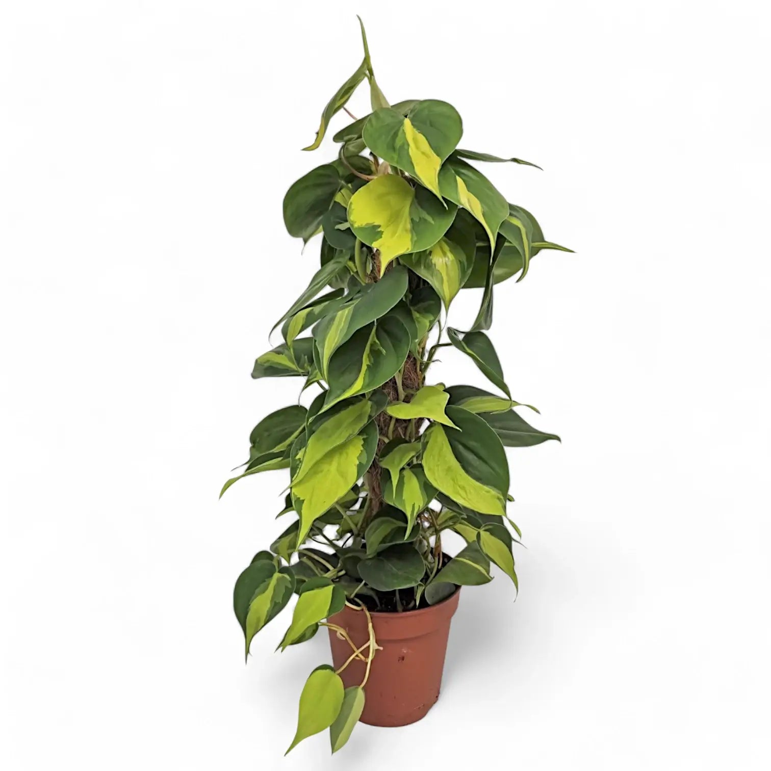 Philodendron hederaceum var. oxycardium 'Brasil' – Topfpflanze im Kulturtopf vor weißem Hintergrund, Produktfoto 9.