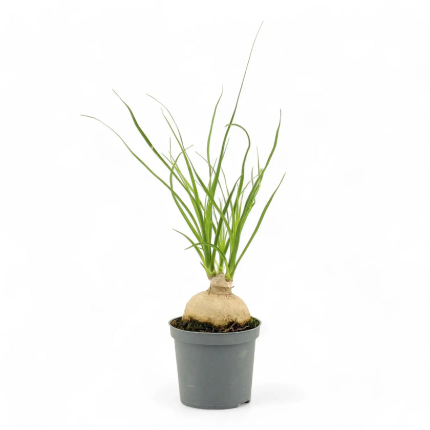 Beaucarnea recurvata potted houseplant in nursery pot on white background, product photo 4.