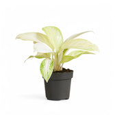 Aglaonema 'Arctic Lime' potted houseplant in nursery pot on white background, product photo 3.