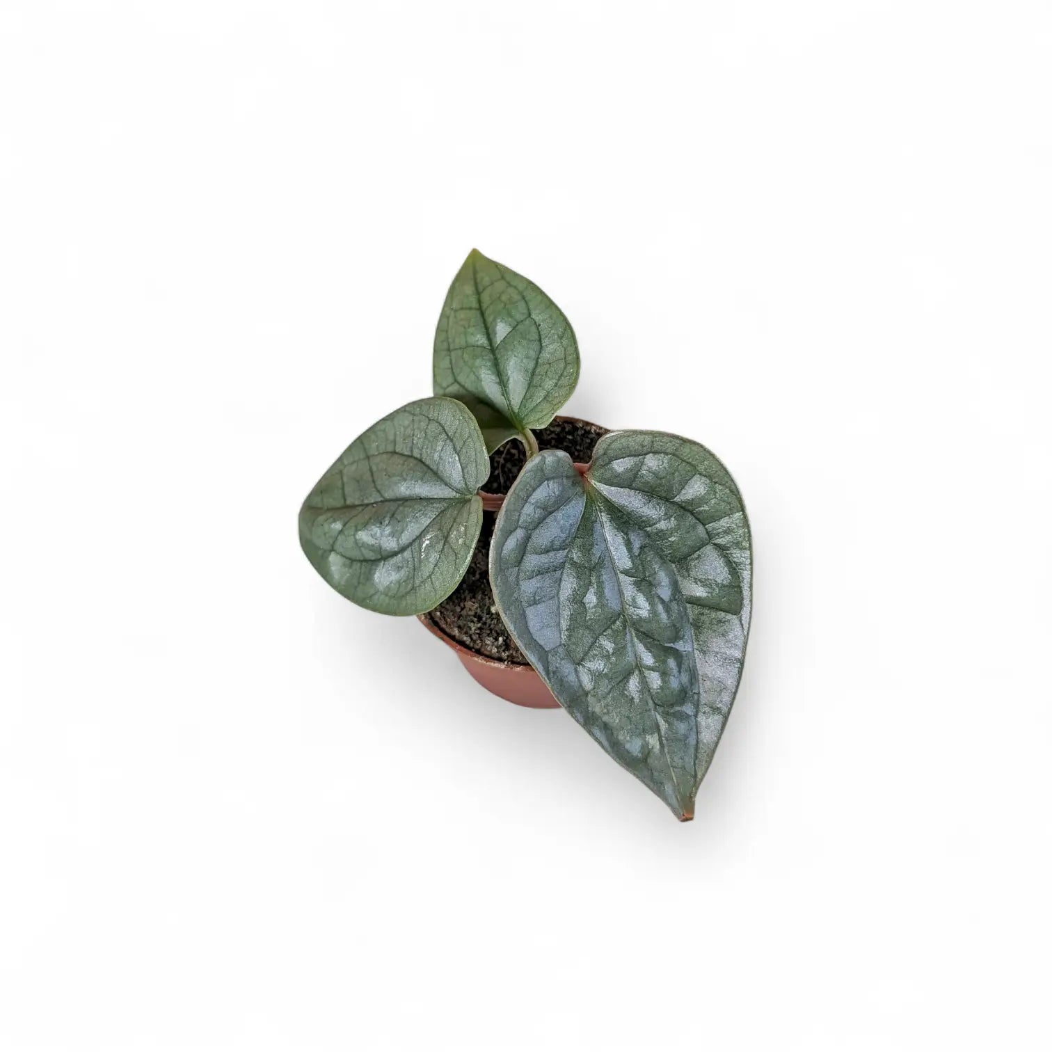 Anthurium luxurians potted houseplant in nursery pot on white background, product photo 5.