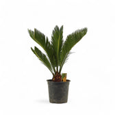 Cycas revoluta – Topfpflanze im Kulturtopf vor weißem Hintergrund, Produktfoto 11.