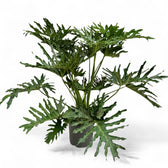 Thaumatophyllum bipinnatifidum potted houseplant in nursery pot on white background, product photo 9.