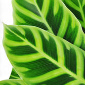 Nahaufnahme eines Blatts von Goeppertia (Calathea) zebrina vor weißem Hintergrund.