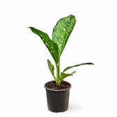 Dieffenbachia seguine 'Crocodile' potted houseplant in nursery pot on white background, product photo 3.