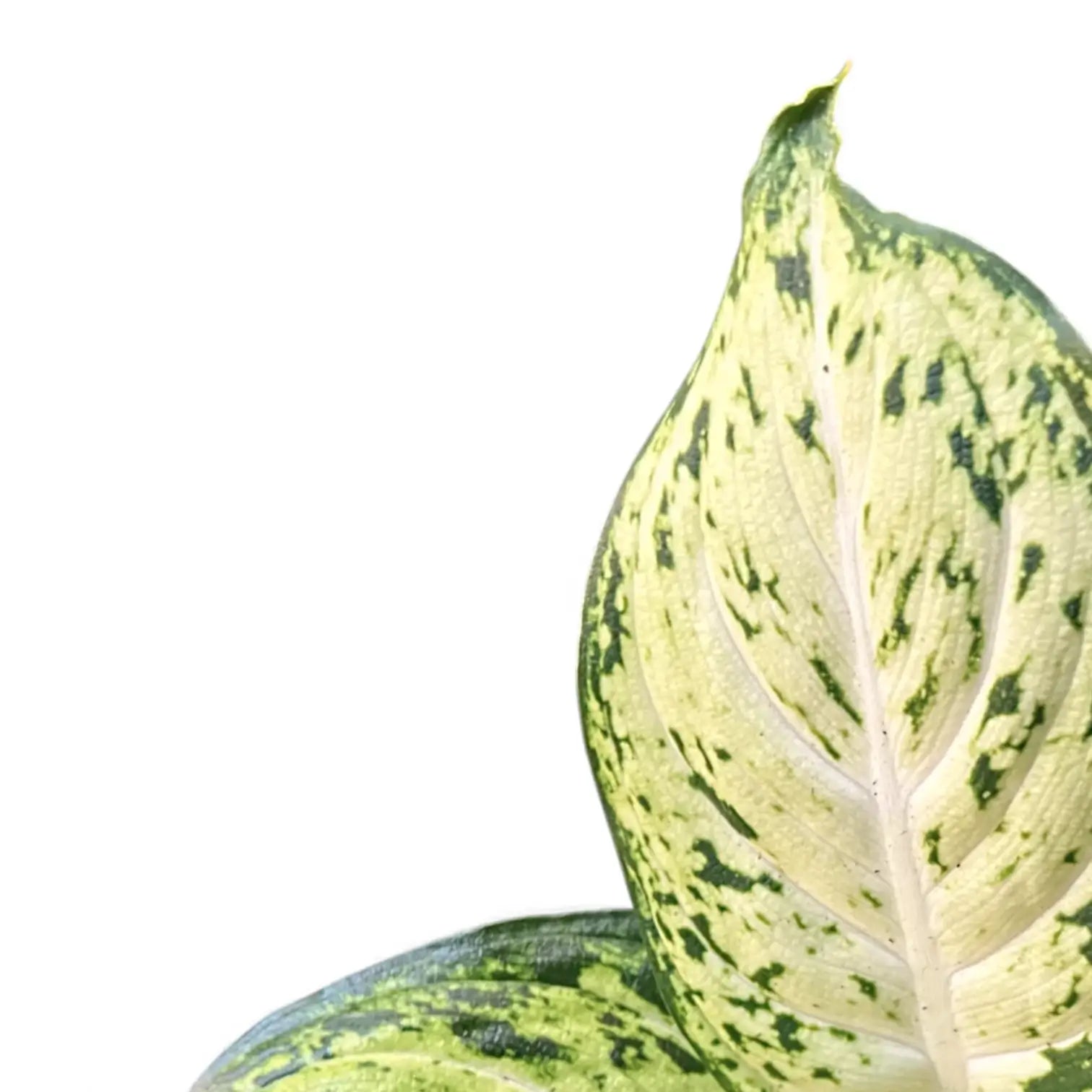 Nahaufnahme eines Blatts von Dieffenbachia seguine 'Amy' vor weißem Hintergrund.