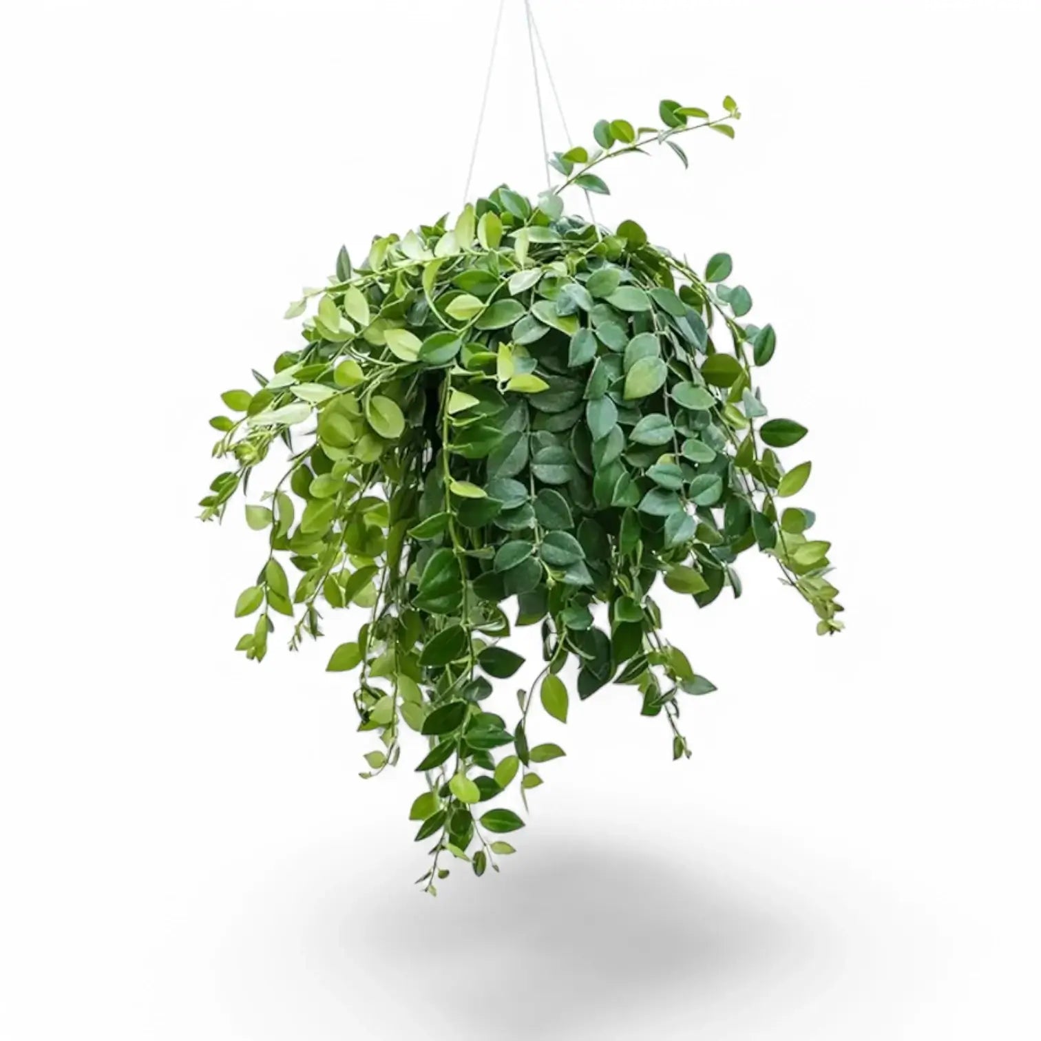 Aeschynanthus speciosus 'Mona Lisa' – Zimmerpflanze im Kulturtopf auf weißem Hintergrund, Produktfoto 8.