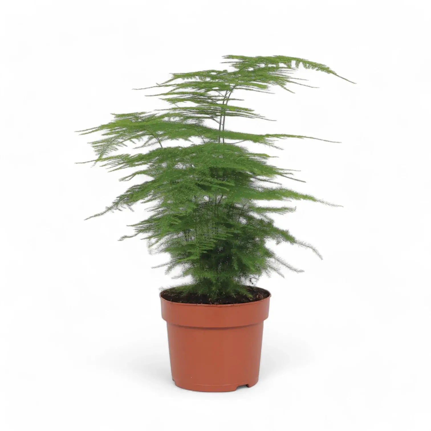 Asparagus setaceus – Zimmerpflanze im Kulturtopf auf weißem Hintergrund, Produktfoto 11.