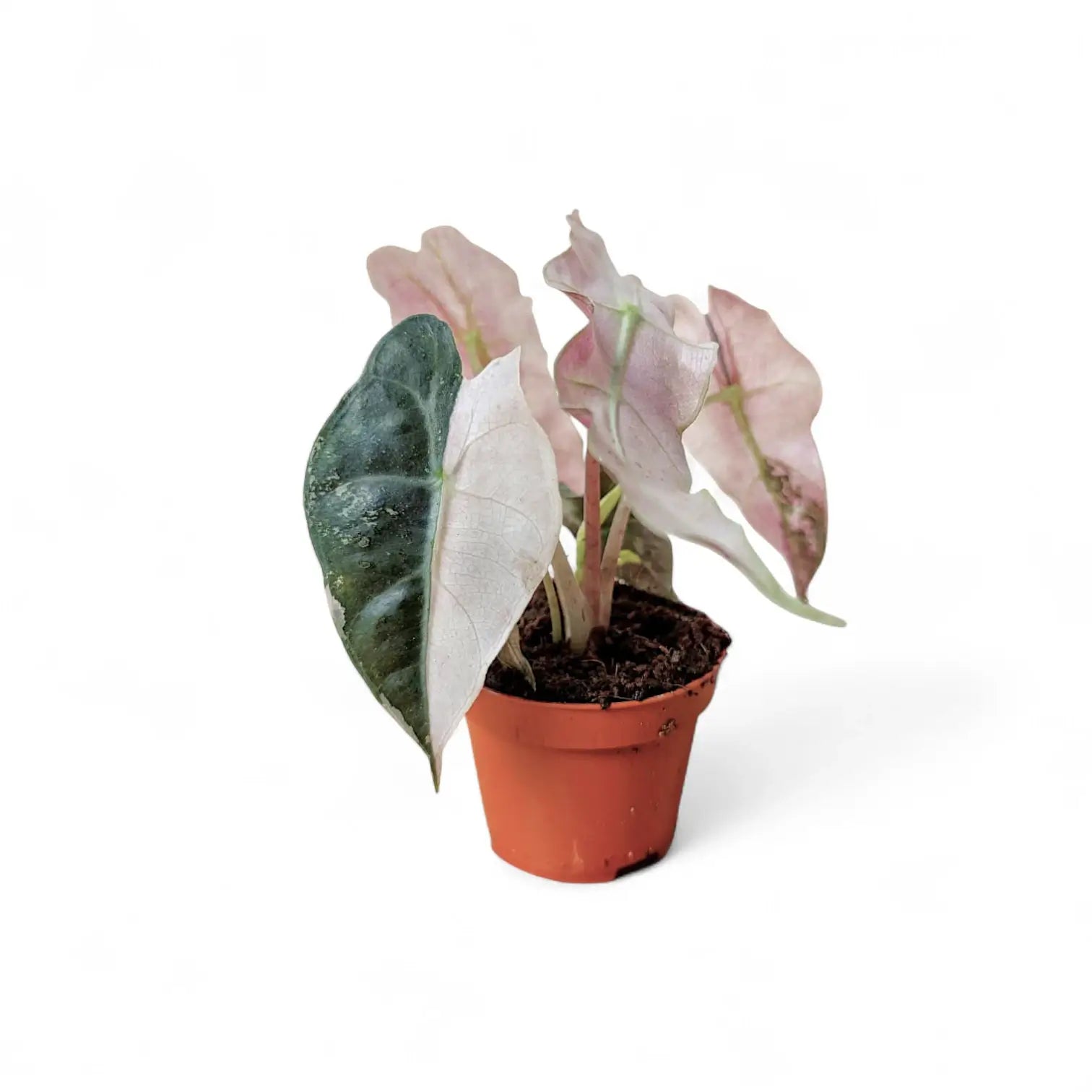 Alocasia 'Polly' Albo/ Pink Variegata – Zimmerpflanze im Kulturtopf auf weißem Hintergrund, Produktfoto 3.