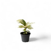 Ficus elastica 'Shivereana Moonshine' – Topfpflanze im Kulturtopf vor weißem Hintergrund, Produktfoto 3.