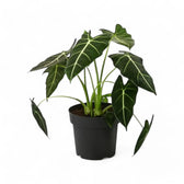 Alocasia micholitziana ‘Green velvet’ (‘Maxkowskii') potted houseplant in nursery pot on white background, product photo 11.