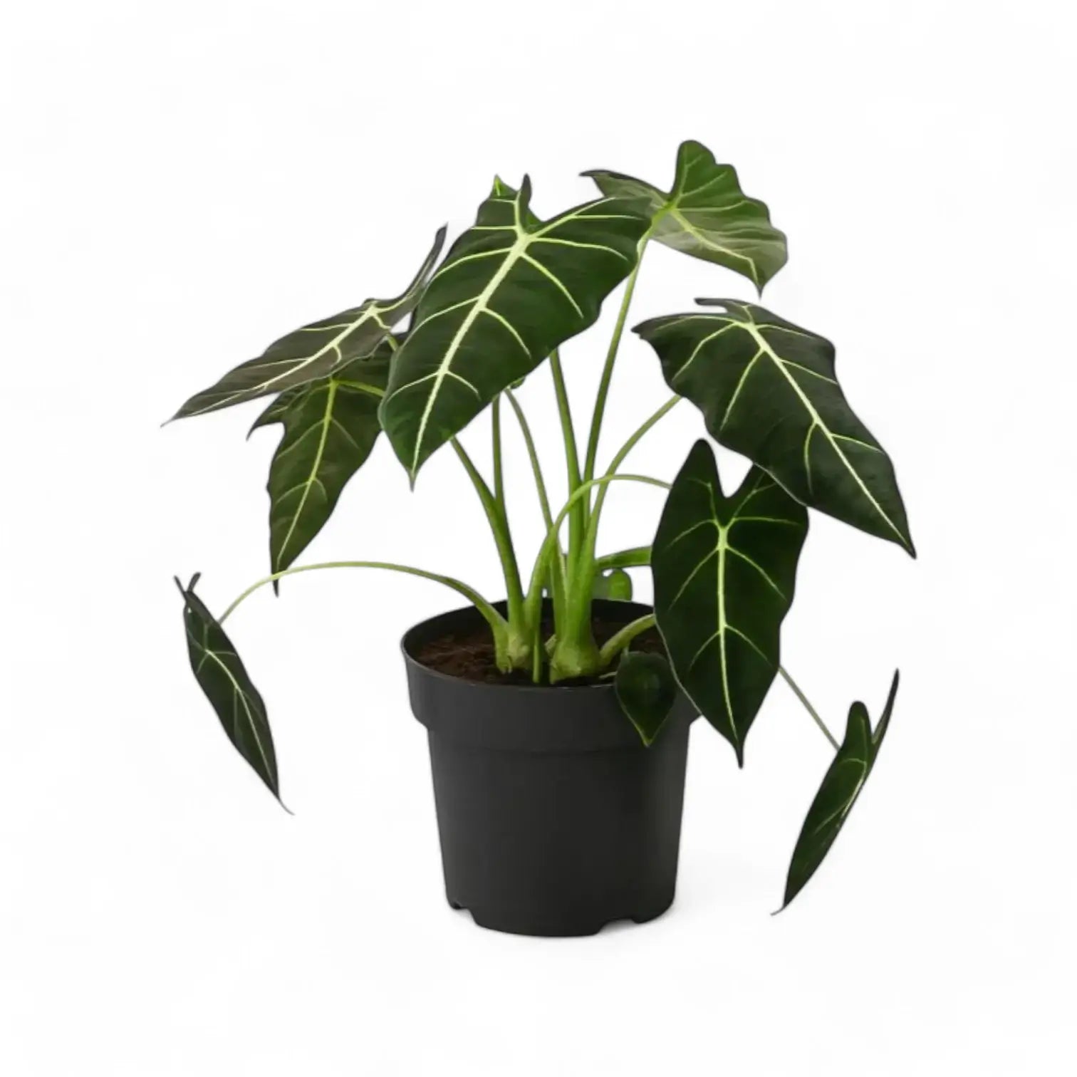 Alocasia micholitziana ‘Green velvet’ (‘Maxkowskii') potted houseplant in nursery pot on white background, product photo 11.