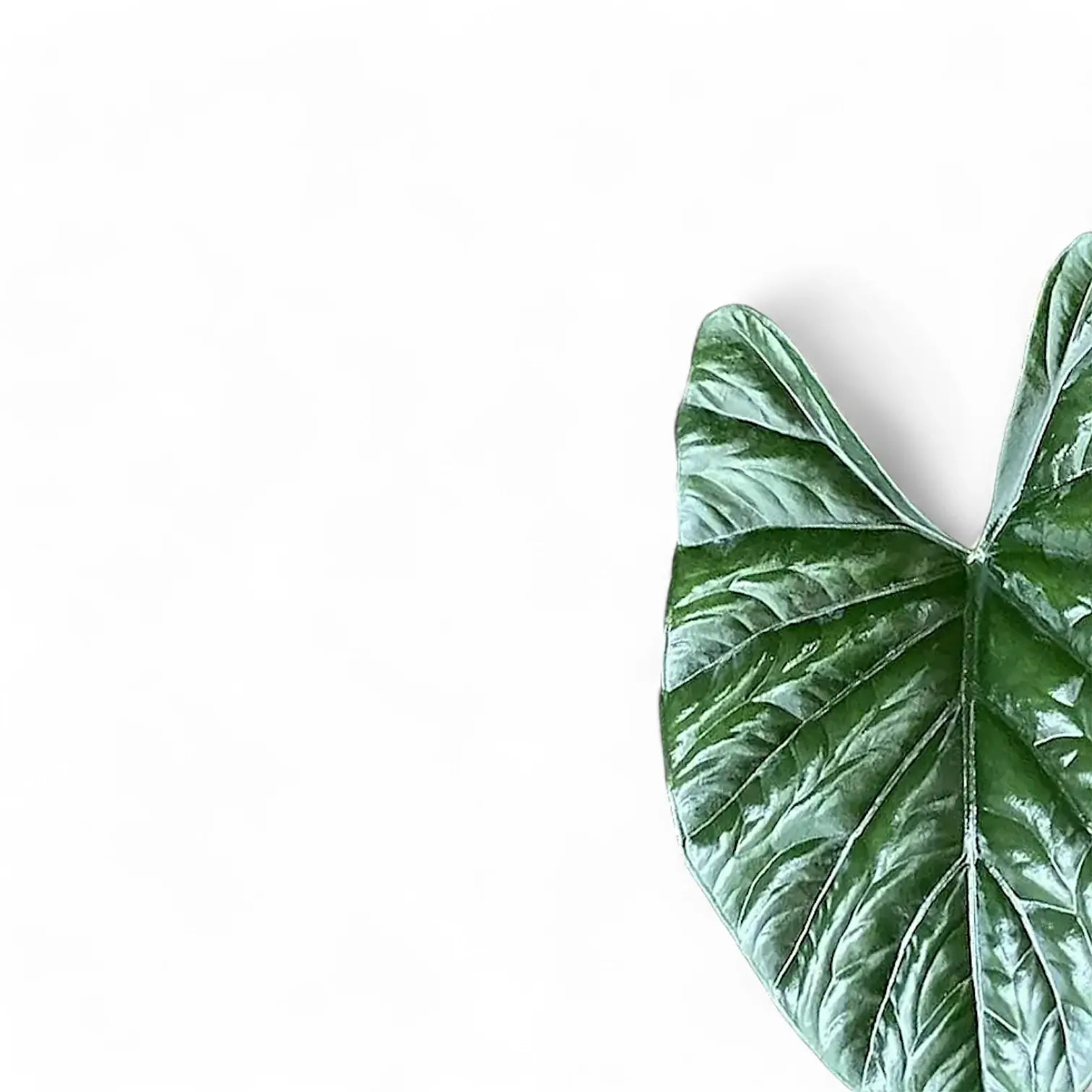 Alocasia 'Lukiwan' (sinuata x alba) potted houseplant in nursery pot on white background, product photo 7.