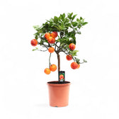 Citrus ‘Arcobal’ potted houseplant in nursery pot on white background, product photo 2.