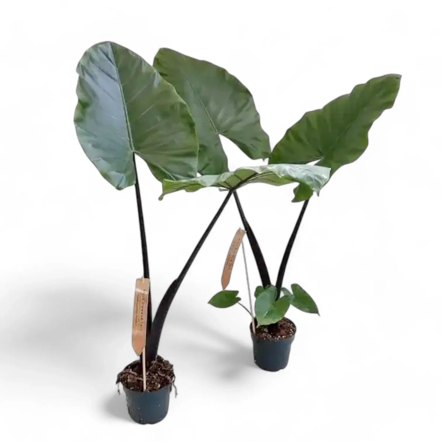 Alocasia macrorrhizos 'Black stem' potted houseplant in nursery pot on white background, product photo 3.