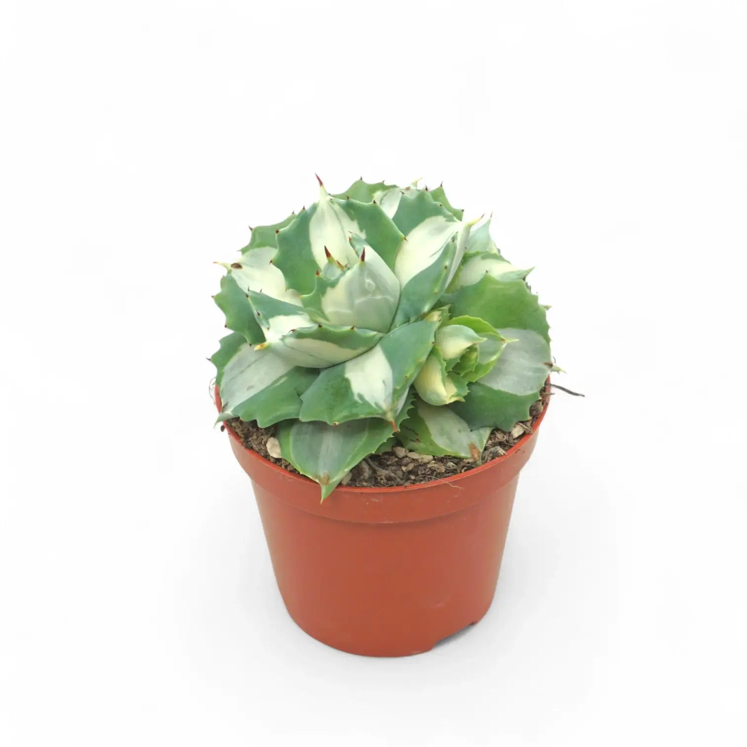Agave potatorum ‘Ouhi-Raijin’ Variegata potted houseplant in nursery pot on white background, product photo 3.