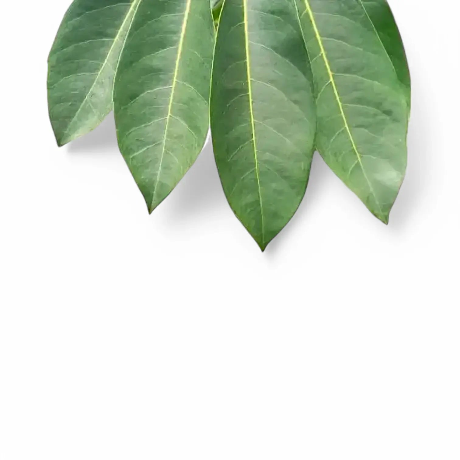 Heptapleurum (Schefflera) actinophyllum 'Amate' potted houseplant in nursery pot on white background, product photo 12.