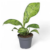 Dieffenbachia seguine 'Crocodile' potted houseplant in nursery pot on white background, product photo 2.