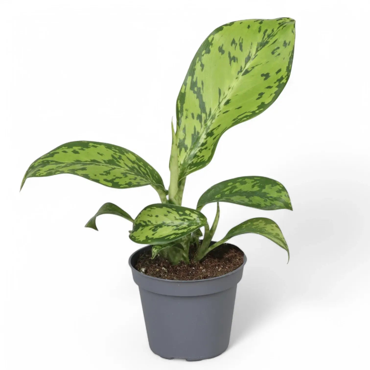 Dieffenbachia seguine 'Crocodile' potted houseplant in nursery pot on white background, product photo 2.