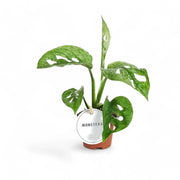 Monstera adansonii 'Mint' – Zimmerpflanze im Kulturtopf auf weißem Hintergrund, Produktfoto 3.