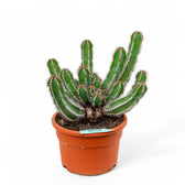 Euphorbia avasmontana potted houseplant in nursery pot on white background, product photo 2.