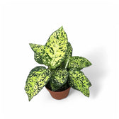 Dieffenbachia seguine 'Reflector' potted houseplant in nursery pot on white background, product photo 5.