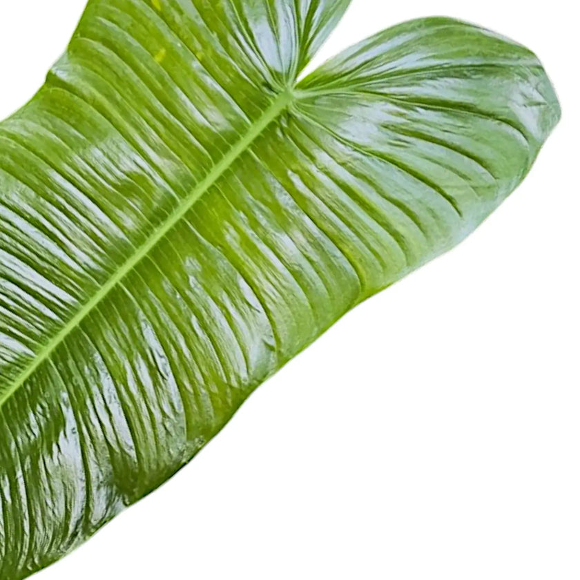 Philodendron sharoniae leaf close-up on white background.