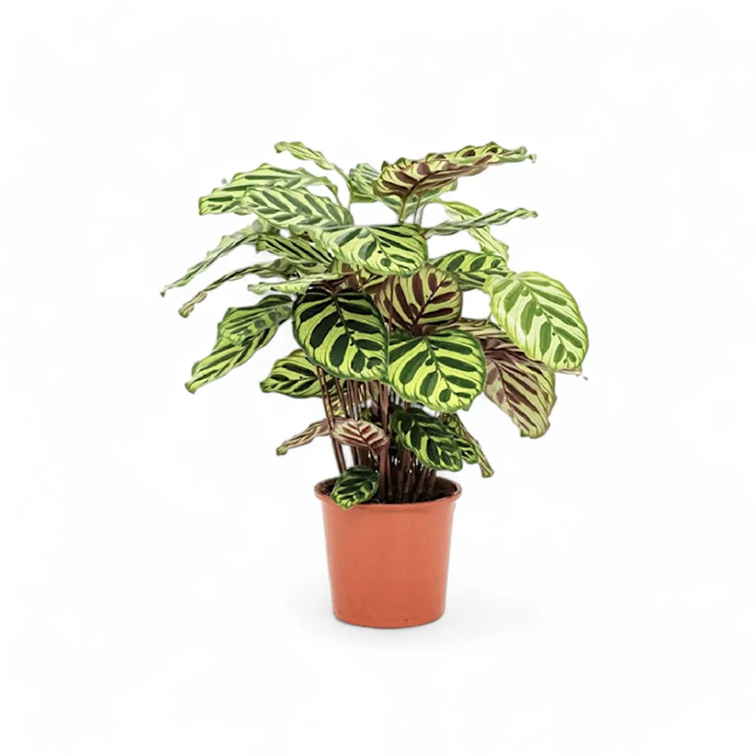 Goeppertia (Calathea) makoyana – Topfpflanze im Kulturtopf vor weißem Hintergrund, Produktfoto 7.