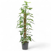 Syngonium podophyllum 'Mottled' – Zimmerpflanze im Kulturtopf auf weißem Hintergrund, Produktfoto 3.