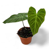 Philodendron 'Splendid' (verrucosum x melanochrysum) potted houseplant in nursery pot on white background, product photo 7.
