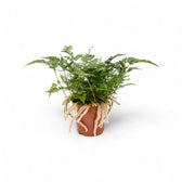 Davallia tyermannii – Topfpflanze im Kulturtopf vor weißem Hintergrund, Produktfoto 2.