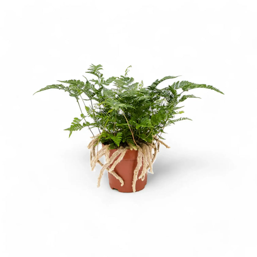 Davallia tyermannii potted houseplant in nursery pot on white background, product photo 2.