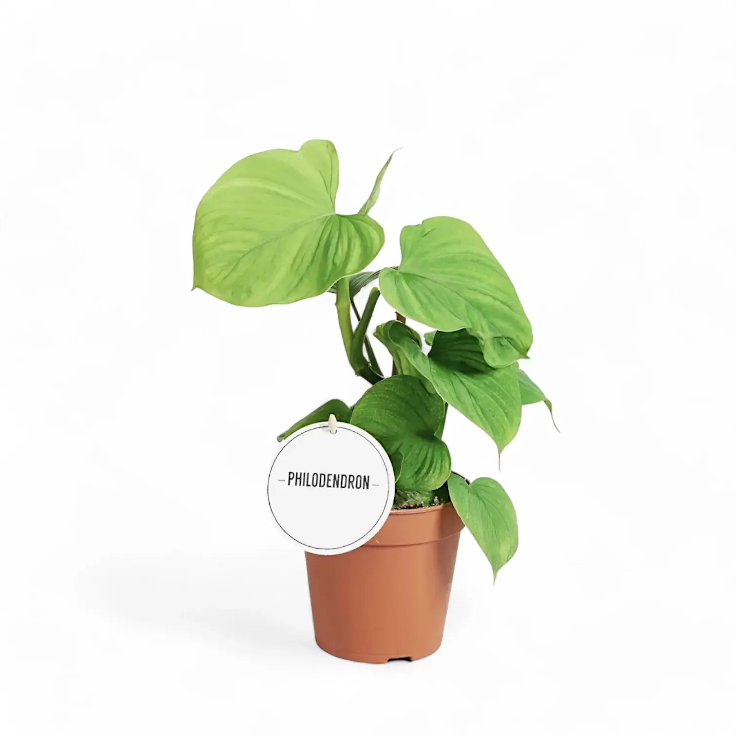 Philodendron fibraecataphyllum potted houseplant in nursery pot on white background, product photo 2.