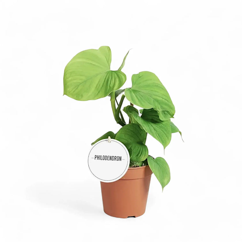 Philodendron fibraecataphyllum potted houseplant in nursery pot on white background, product photo 2.