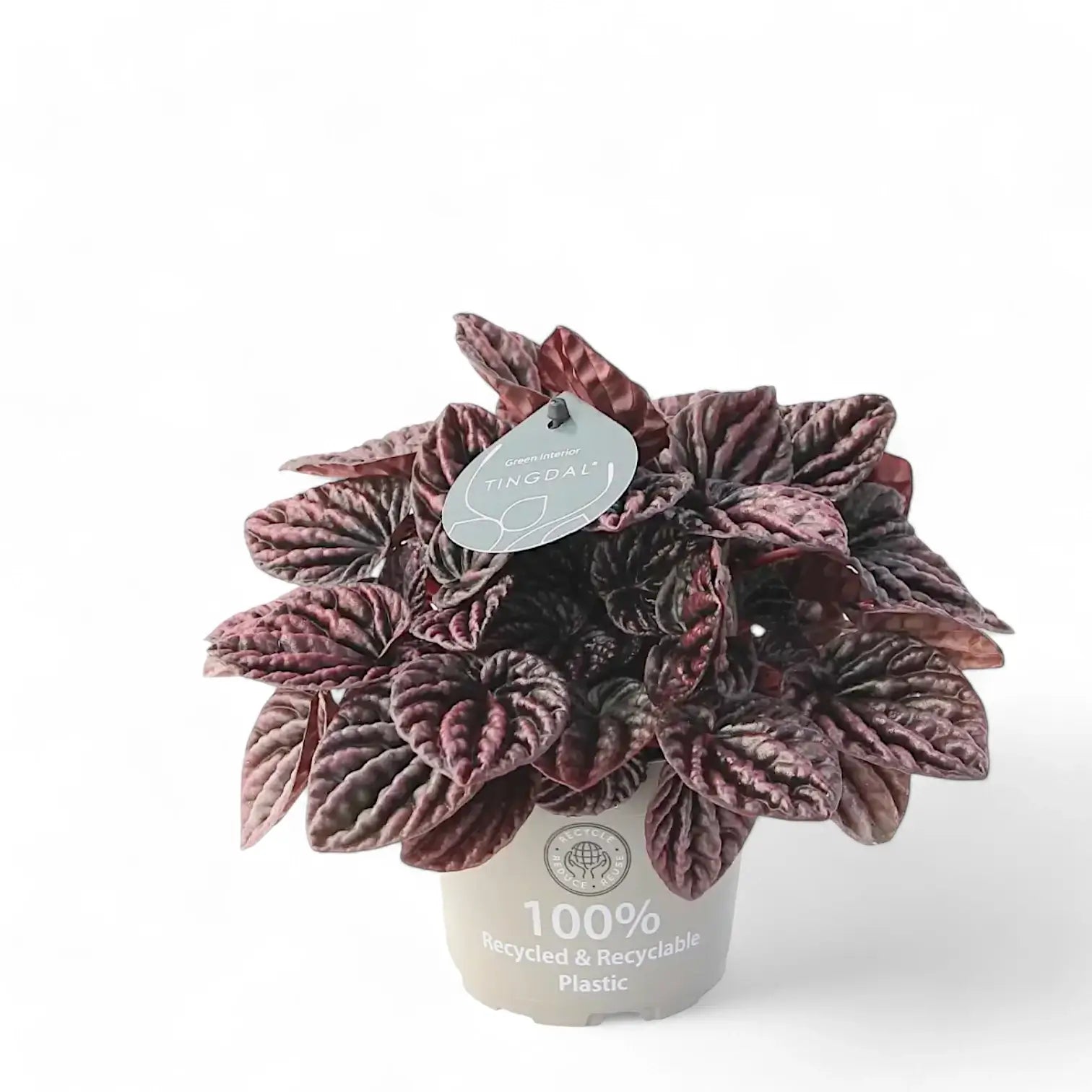 Peperomia caperata 'Red Luna' – Zimmerpflanze im Kulturtopf auf weißem Hintergrund, Produktfoto 3.