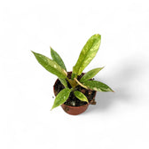 Philodendron 'Ring of fire' – Zimmerpflanze im Kulturtopf auf weißem Hintergrund, Produktfoto 9.