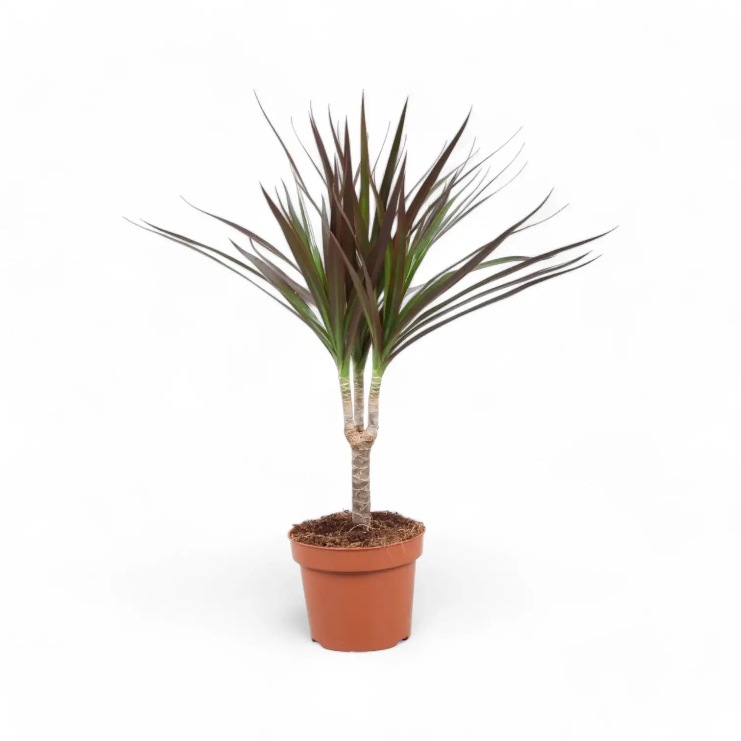 Dracaena reflexa var. angustifolia 'Magenta' potted houseplant in nursery pot on white background, product photo 5.