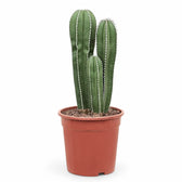 Pachycereus marginatus – Zimmerpflanze im Kulturtopf auf weißem Hintergrund, Produktfoto 2.