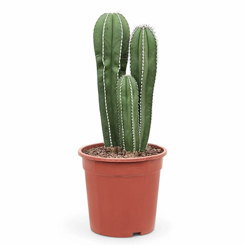 Pachycereus marginatus potted houseplant in nursery pot on white background, product photo 2.